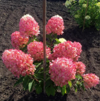 raspberri pink3